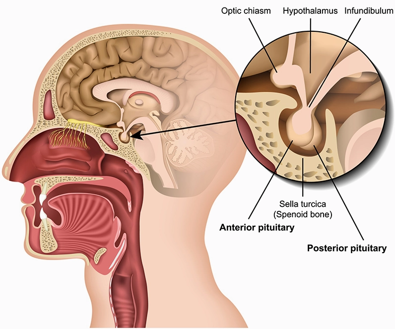 Minh họa chức năng của tuyến yên