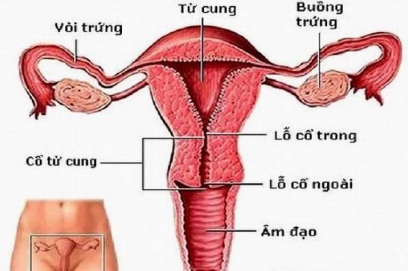 Minh họa hệ thống cơ quan sinh dục phụ nữ