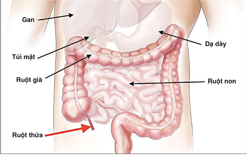 Minh họa vị trí các cơ quan nội tạng trong ổ bụng