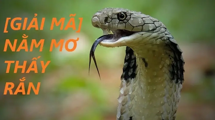 Mơ thấy rắn chết (liên quan đến rắn hổ mang)