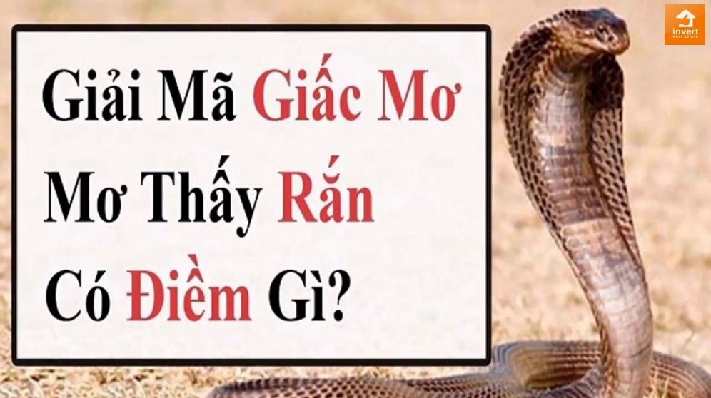 Mơ thấy rắn hổ mang chung chung