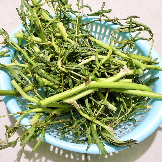 Món ăn chế biến từ rau nhút