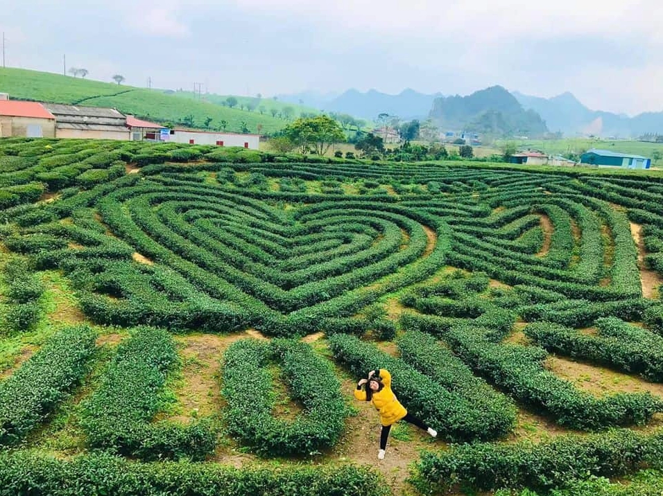Người dân thu hoạch chè trên đồi chè Mộc Châu