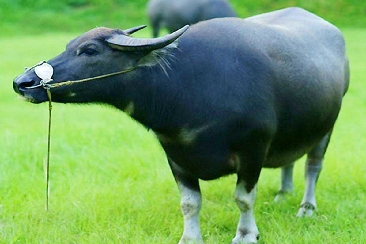 Người tuổi Trâu với tính cách chăm chỉ và kiên trì