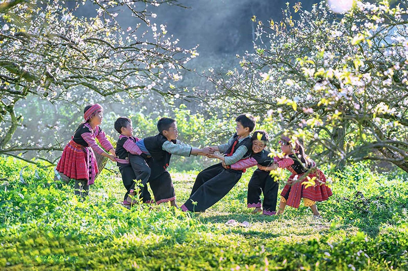 Đồi chè Mộc Châu xanh mướt vào mùa hè