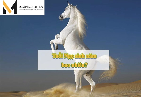 Phong thủy tuổi Ngọ