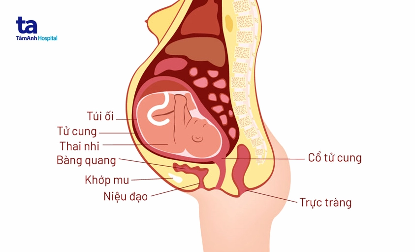 Phụ nữ mang thai và sức khỏe xương mu