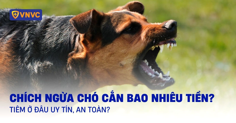 Quy trình tiêm phòng dại