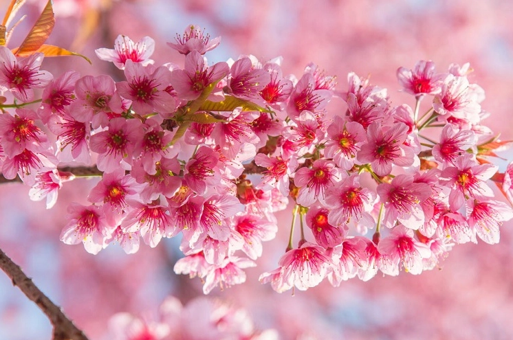 sakura-la-gi-kham-pha-ve-ep-va-y-nghia-hoa-anh-ao-nhat-ban_661