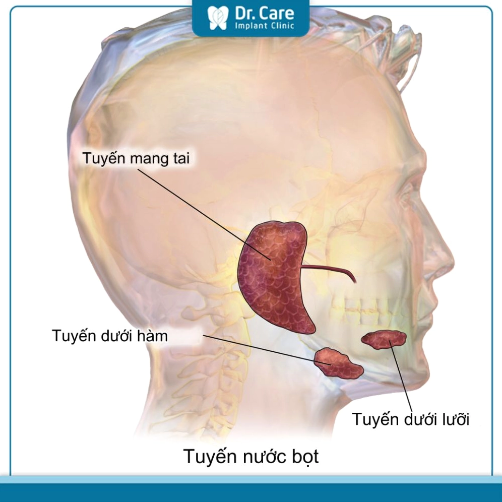 Sơ đồ các tuyến nước bọt chính trong khoang miệng