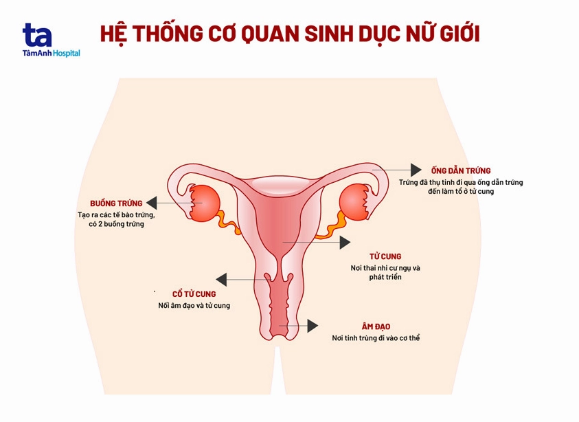 Sơ đồ hệ thống cơ quan sinh dục nữ giới