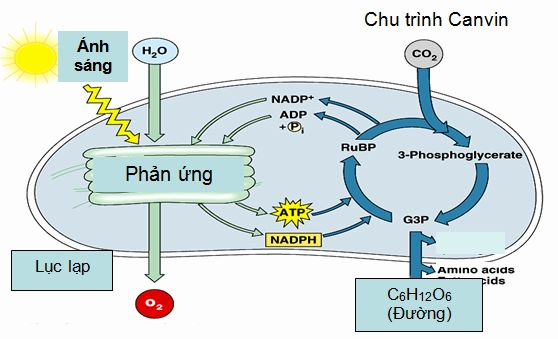 Sơ đồ tóm tắt quá trình quang hợp