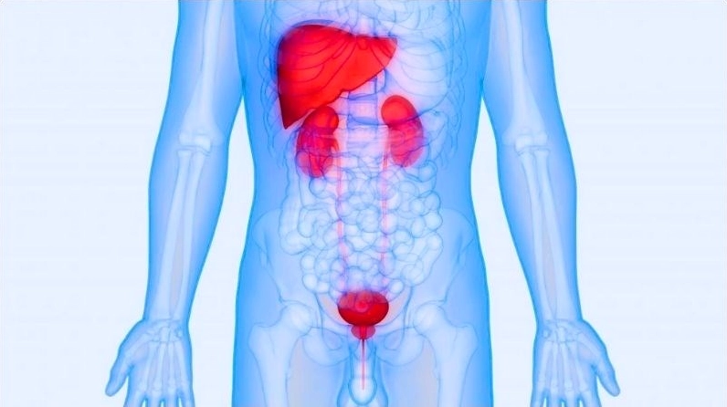 Sơ đồ vị trí hai quả thận