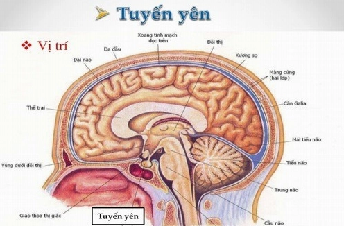 Tầm quan trọng của dinh dưỡng đối với tuyến yên