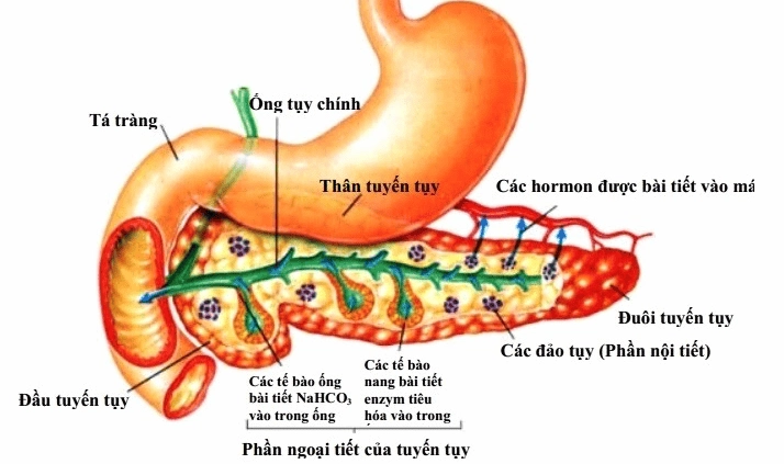 Tầm quan trọng của tuyến tụy