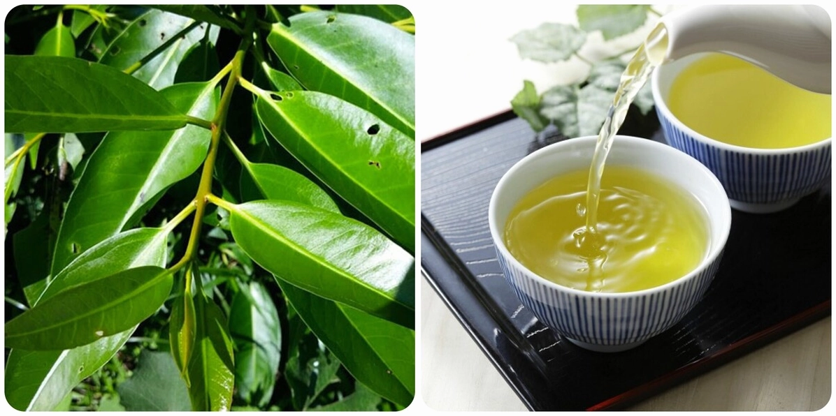 Thận trọng khi uống nước vối với một số đối tượng
