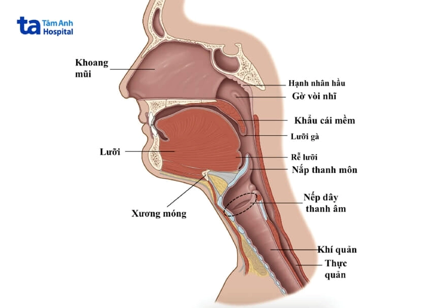 thanh-quan-cau-tao-chuc-nang-va-vai-tro-quan-trong-voi-giong_901