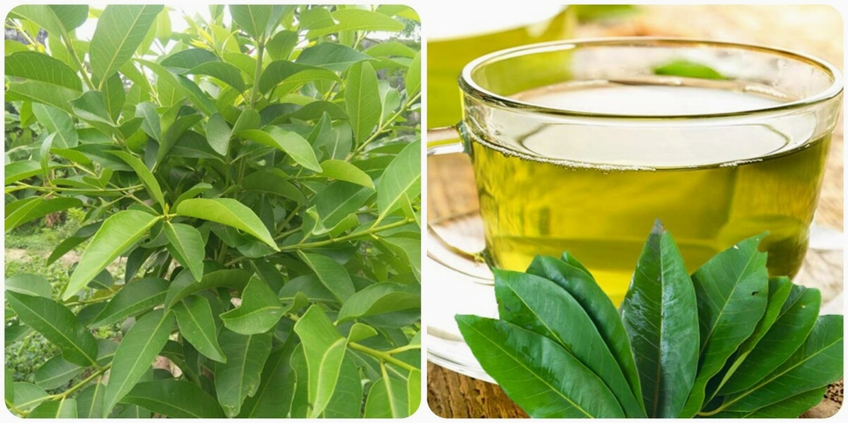 Thư giãn với nước vối trước khi ngủ