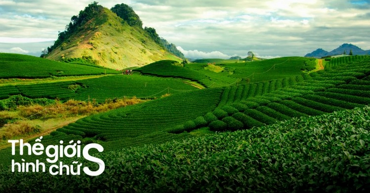 Thung lũng mận Mộc Châu mùa hoa trắng
