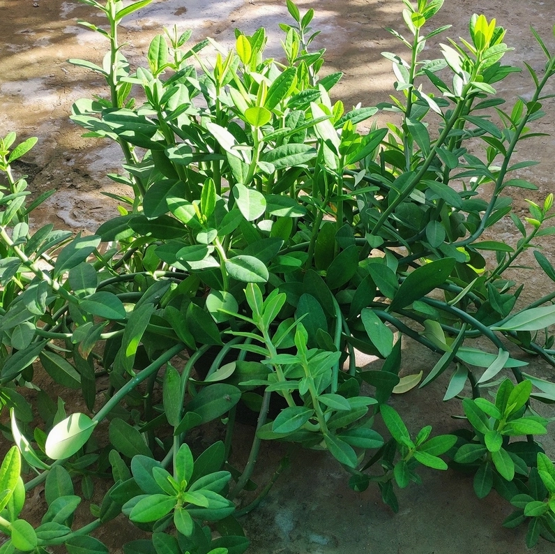Toàn cảnh một bụi cây thạch anh