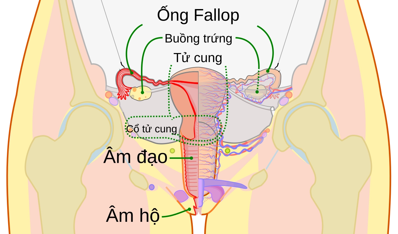 tu-cung-nam-o-au-giai-ap-chi-tiet-vi-tri-va-chuc-nang_707