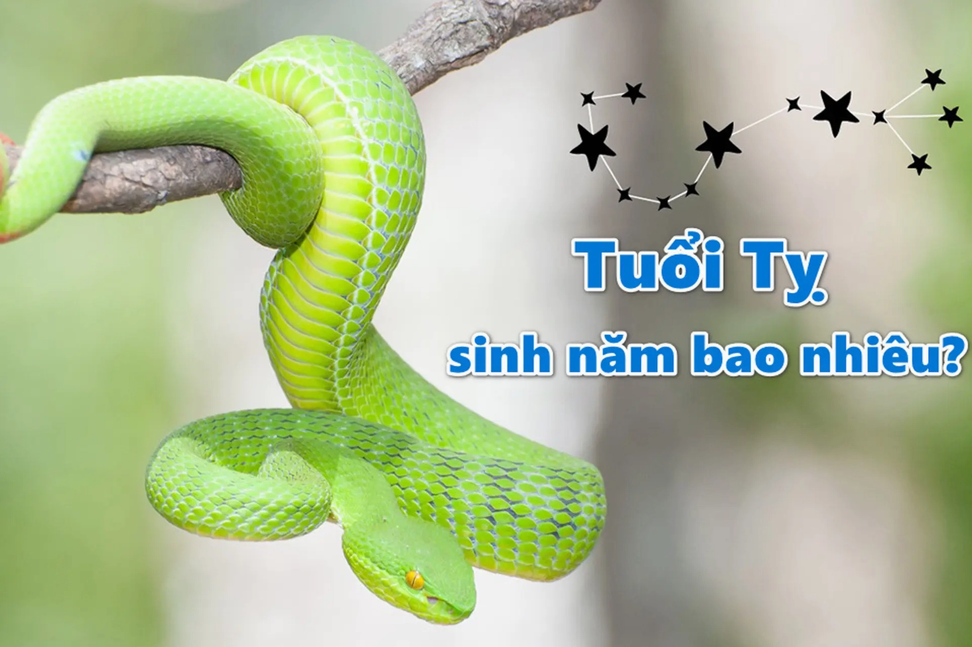 tuoi-ty-sinh-nam-bao-nhieu-giai-ma-chi-tiet-du-oan-2026_765