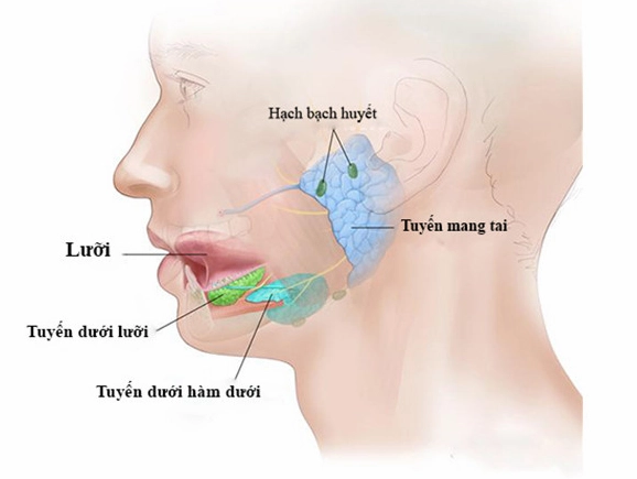 tuyen-nuoc-bot-chuc-nang-benh-ly-va-cach-cham-soc-nam-2026_757