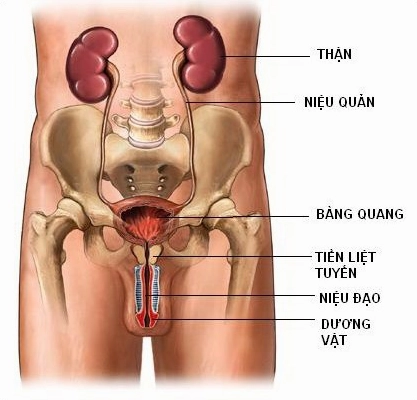 tuyen-tien-liet-o-au-vi-tri-chuc-nang-va-cac-van-e-lien-quan_665