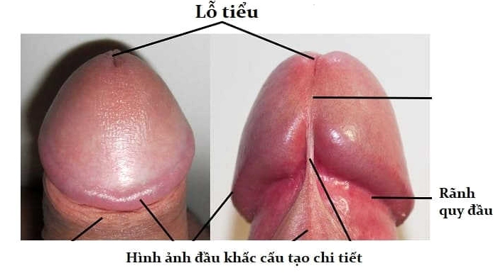 Vệ sinh đúng cách vùng đầu khấc