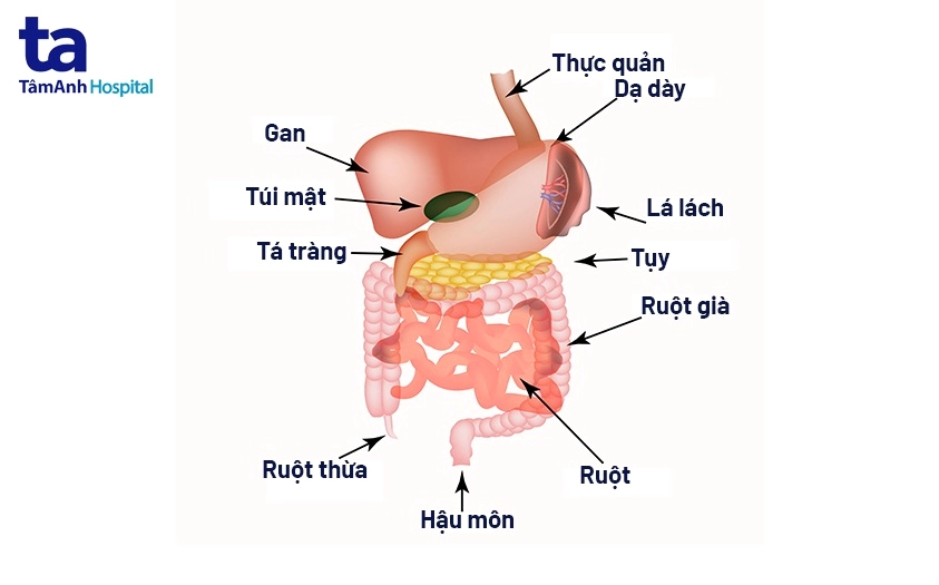 Vị trí ruột thừa trong cơ thể người