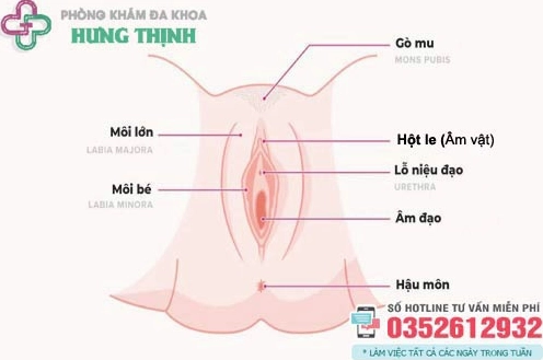 Vị trí tuyến tiền liệt ở nam giới