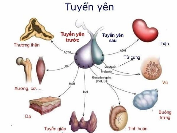 Vị trí tuyến yên trong não bộ