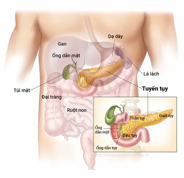 Vị trí và cấu tạo của tuyến tụy