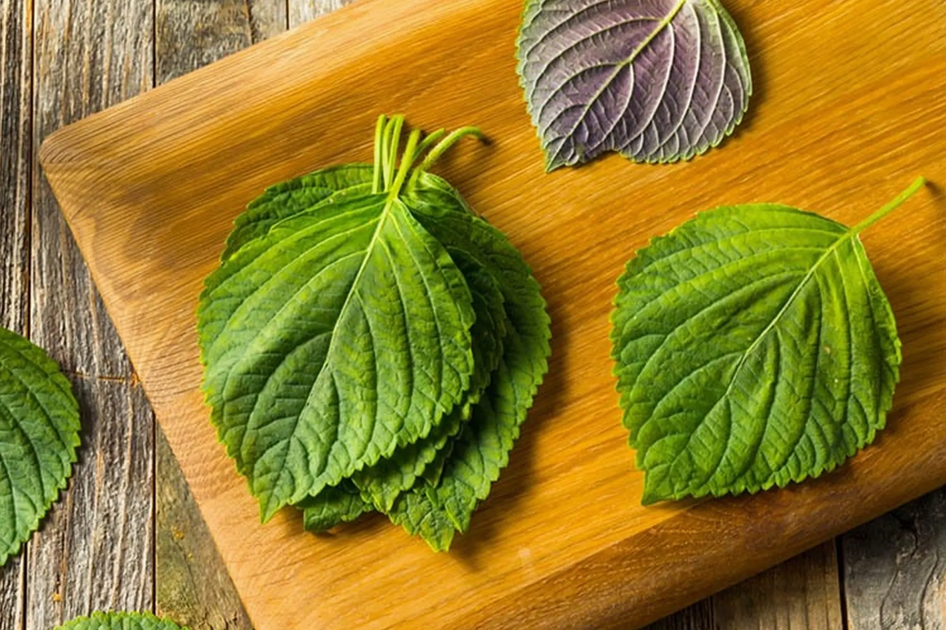 Vườn lá mè xanh tốt