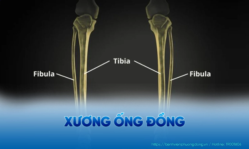 xuong-ong-ong-la-gi-giai-ap-chi-tiet-cap-nhat-2026_889