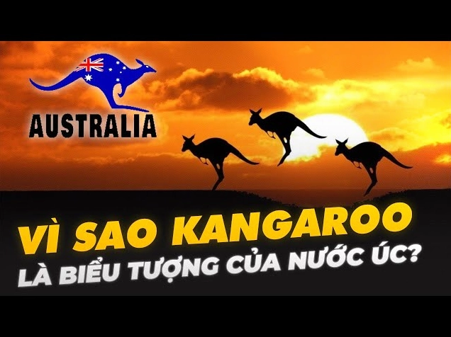 Kangaroo con trong túi mẹ