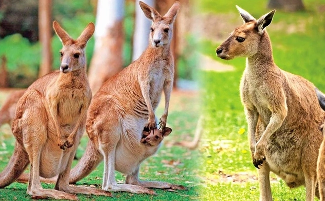 Kangaroo Xám Miền Đông đang gặm cỏ