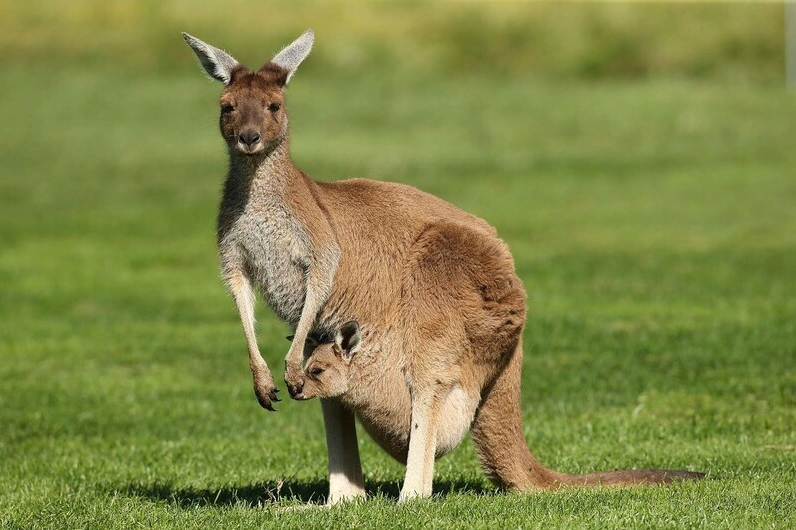 Một con kangaroo đang nhảy trên đồng cỏ