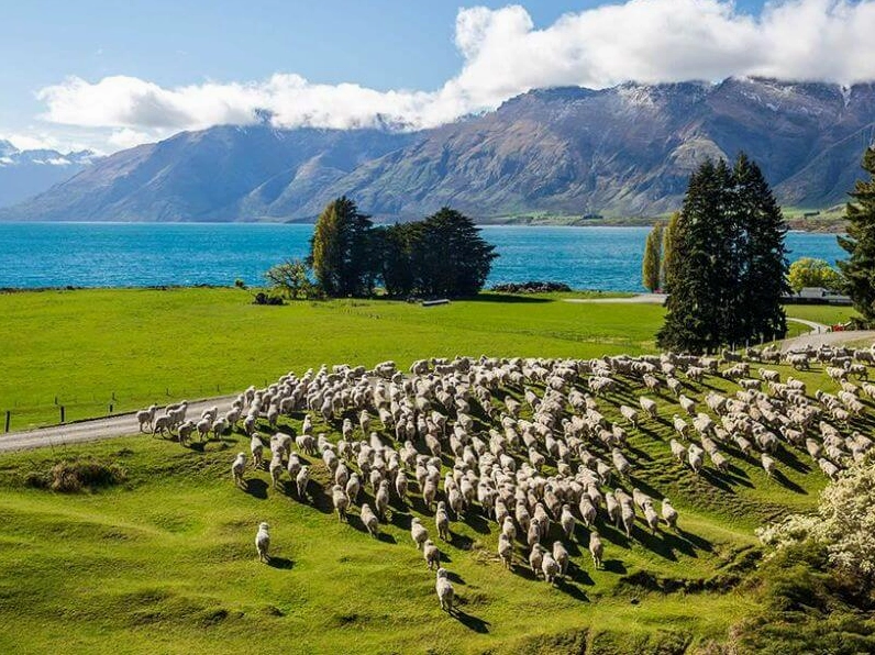 Người dân New Zealand