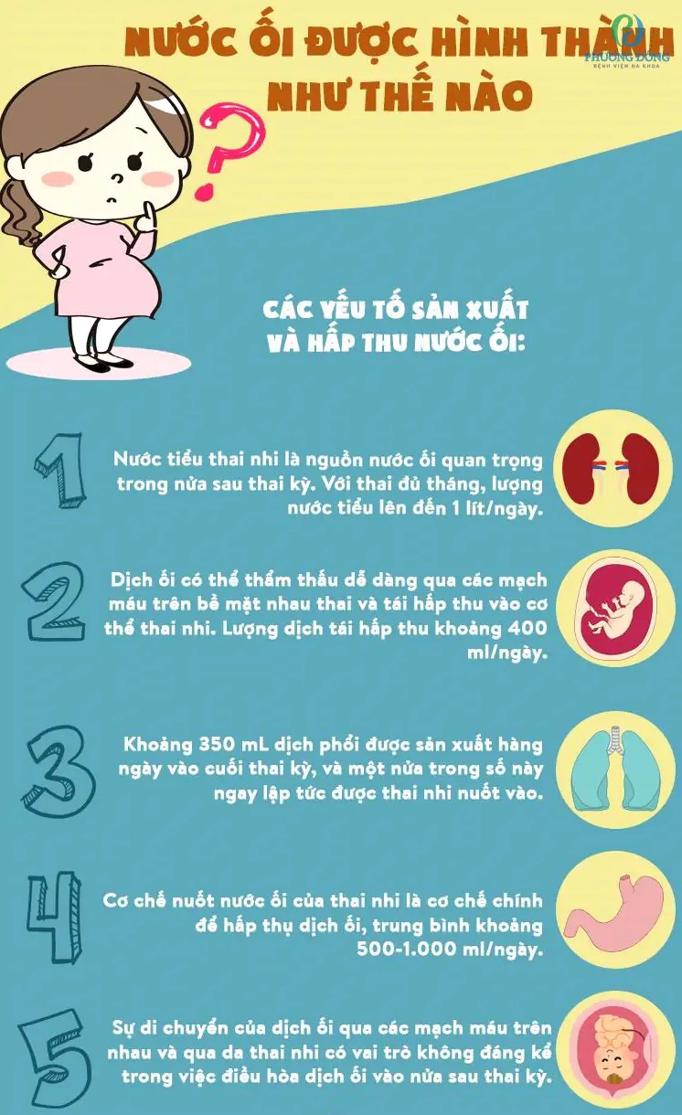 Nước ối được hình thành như thế nào
