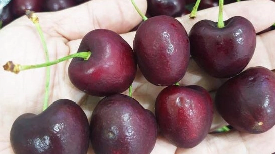 Quả cherry chile chín mọng