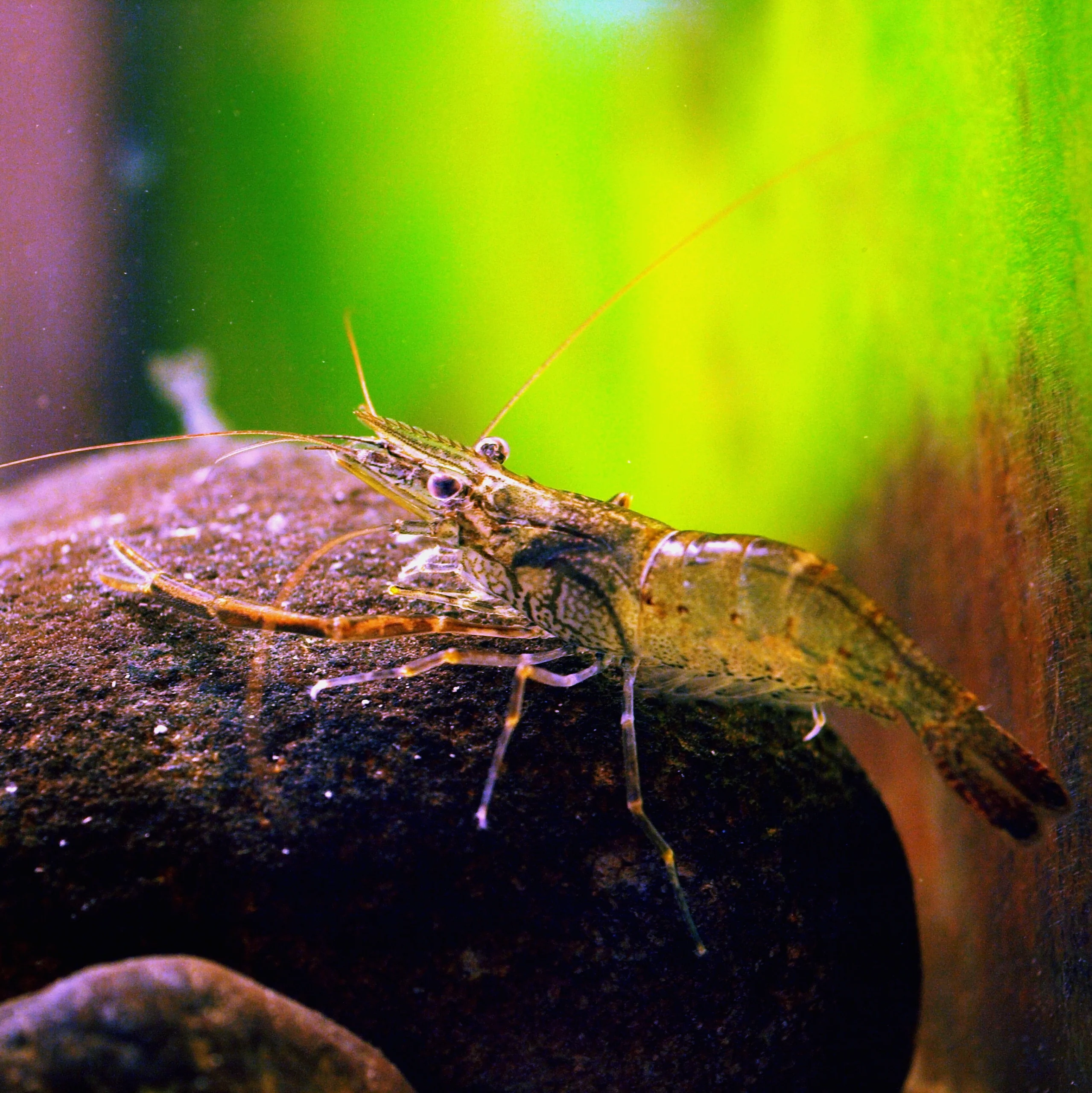 Tôm sông Nhật Bản (Macrobrachium nipponense)