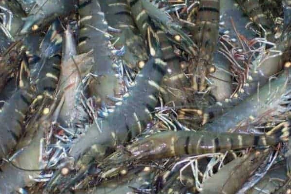 Tôm sú - loài tôm phổ biến ở cả nước lợ và nước mặn