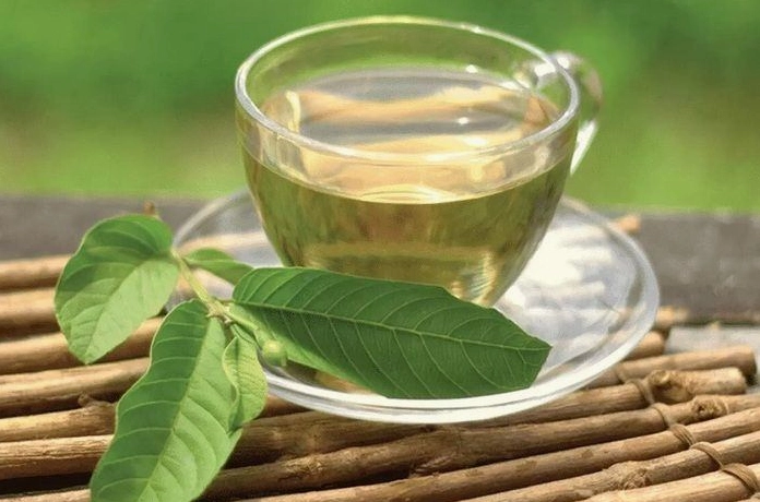 Cận cảnh lá ổi tươi với nhiều giọt nước