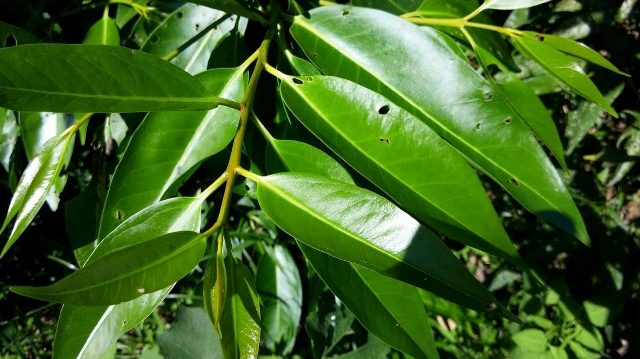 Cây vối và lá vối