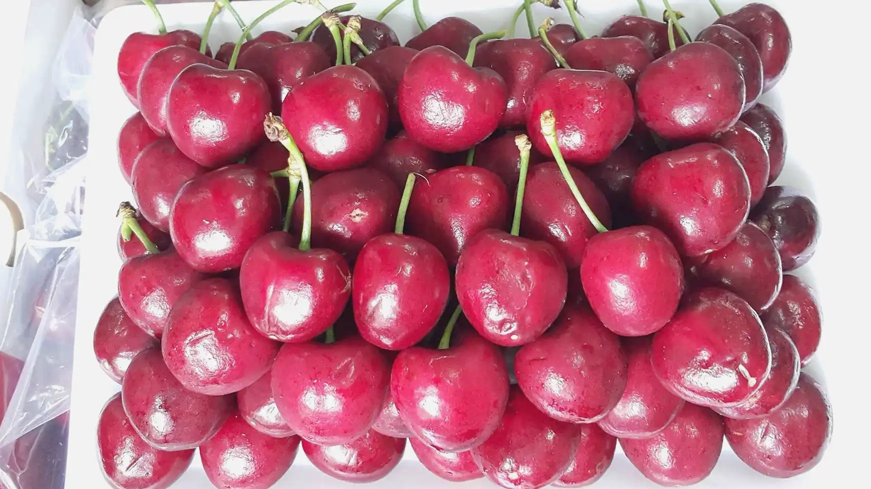 Cherry Chile được bảo quản trong hộp kín trong tủ lạnh