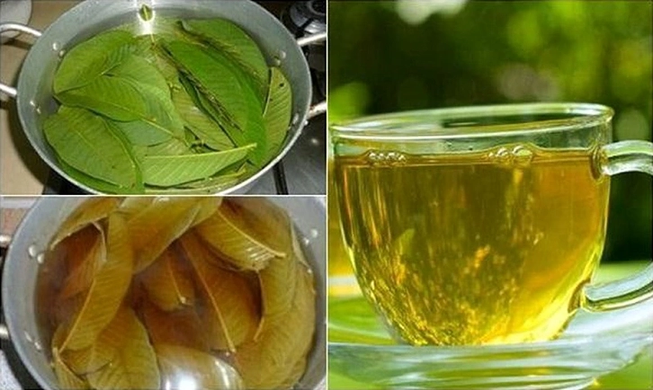 Hình ảnh lá ổi tươi non trong vườn