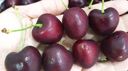 Vườn cherry tươi tốt tại Chile
